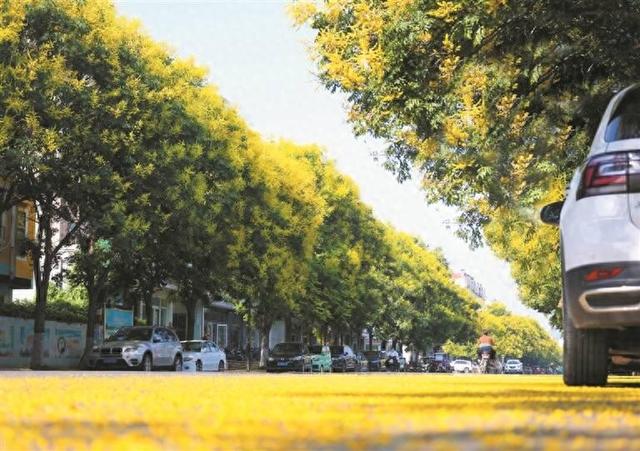 潍坊青州：一树黄花满城秋