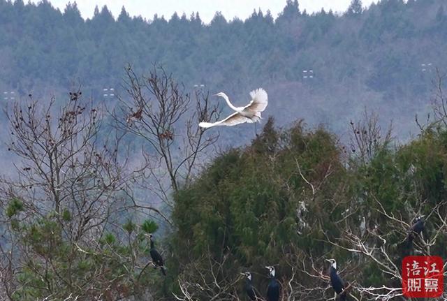 仙海湖变身“候鸟国际机场”，为飞鸟筑就冬日能量“加油站”
