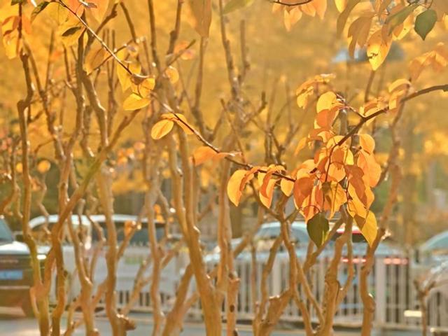 北京秋色如童话世界画卷徐徐展开