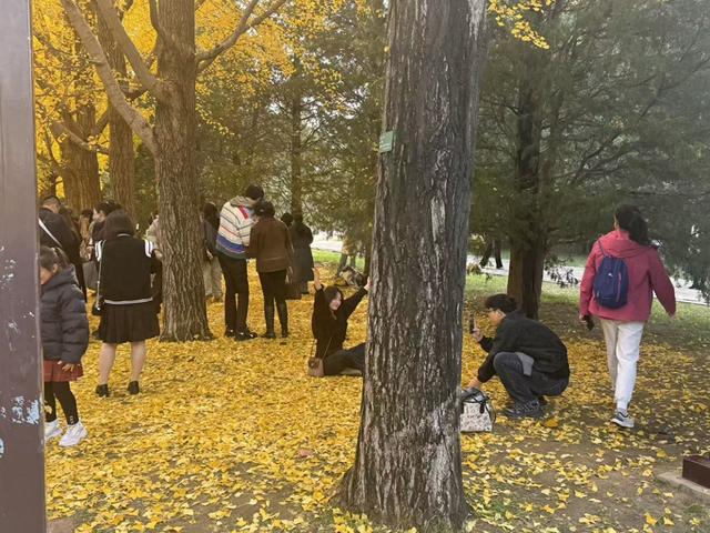 “秋叶打卡”成新宠，南方游客专程来北京赶秋