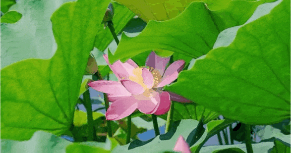 延庆：“好 运 莲 莲”~~