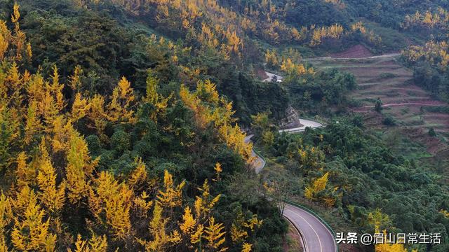 赴一场银杏之约 共享丹棱金色长廊的冬日浪漫
