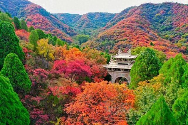 济南红叶谷进入巅峰期！4000亩黄栌红似火，随手拍都是秋日大片
