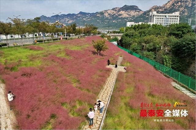 邂逅粉色花海，秋日限定浪漫“上新”