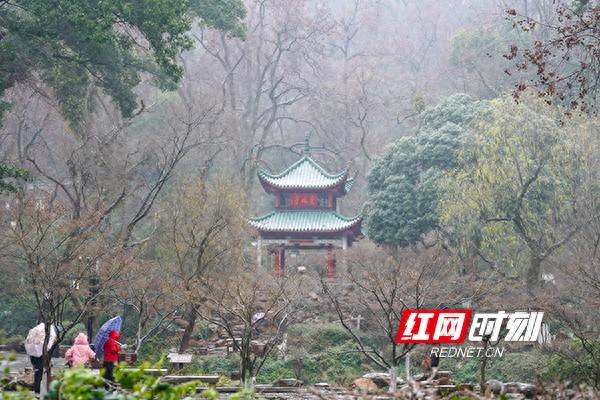 组图丨银装素裹，美成水墨画！岳麓山限定版冬景“上新”