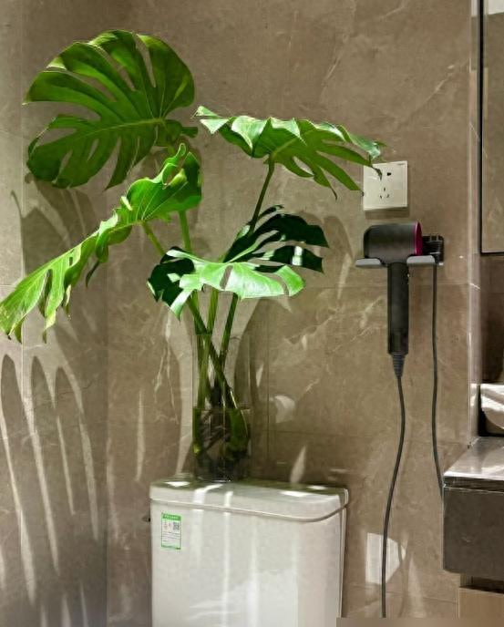 “阴花不能进阳宅”	，家里若有这5种花，请赶紧“搬出去	”！