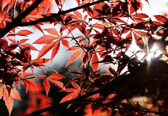 南京秋日“顶流”，即将回归！
