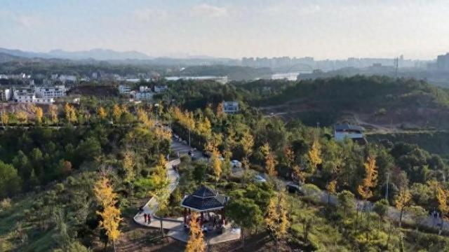 江西于都：银杏美景引客来 休闲游玩正当时