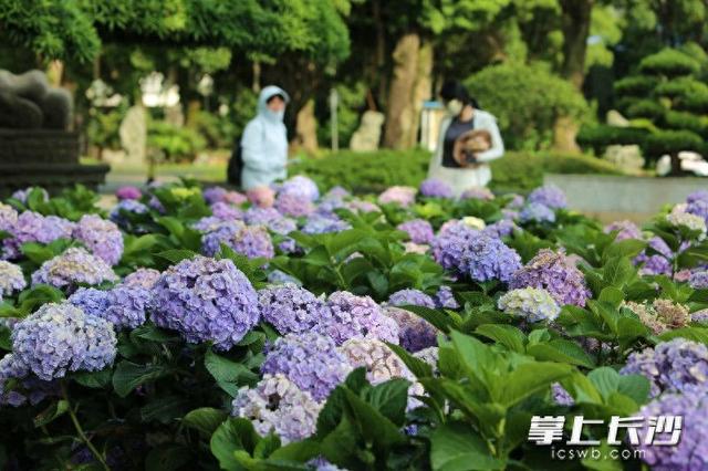 绣球花开，中式园林邂逅夏日浪漫｜组图