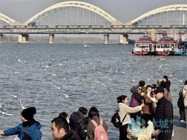 群鸥竞舞松花江 秋日暖阳绘美景