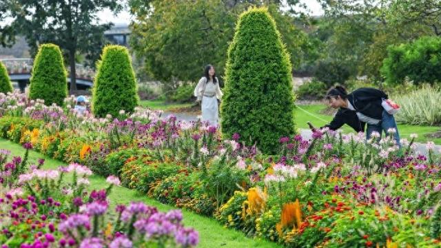 快收藏！辰山植物园红黄橙交织的秋日画卷