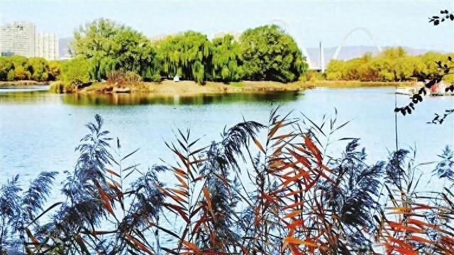 汾河湿地的初冬