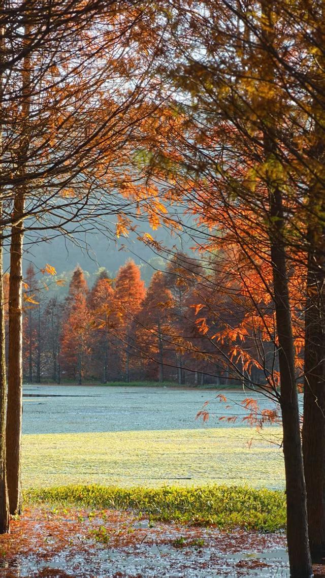 昆明三家村水库｜抓住水杉最后一抹红