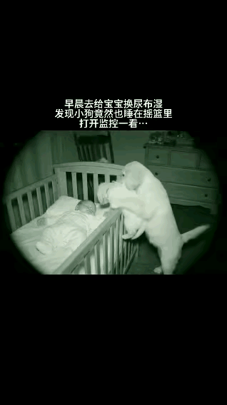 冒险的小狗攻略（意想不到的惊喜一只小狗的不凡秘密冒险）