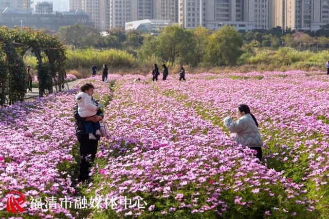 福州新晋顶流！“粉色花海”惊艳上线，本周末出片首选地