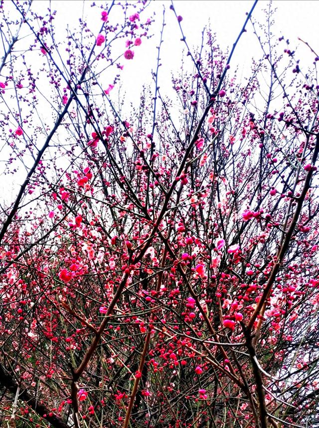 随感，梅花为谁而开