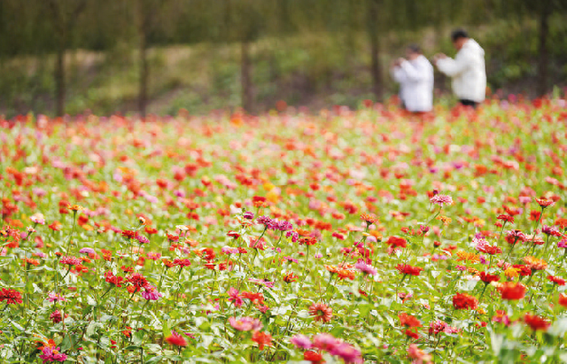 黄河岸边秋光美