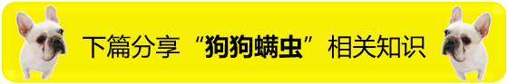 猫可以吃狗粮吗（猫咪能吃狗粮吗当然不能）