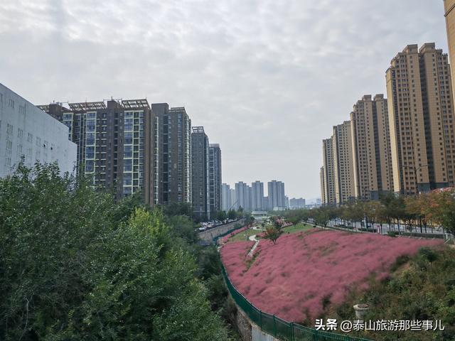 泰安：泰山下一个街角公园火了，有百米粉黛花海，错过要再等一年