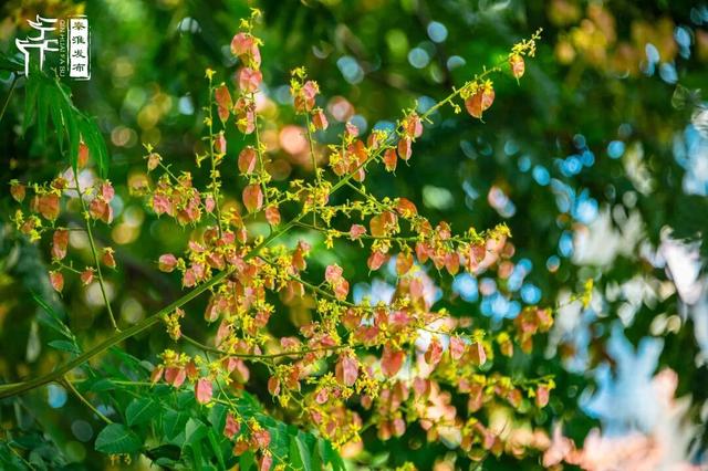 花样秦淮｜栾花绽放金秋至