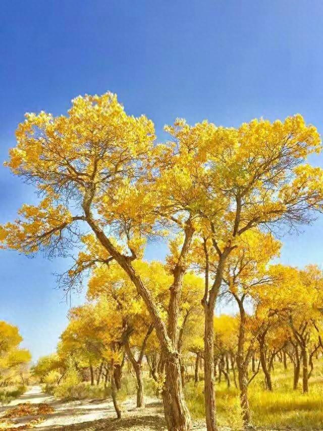 泽普县金胡杨秋叶之美