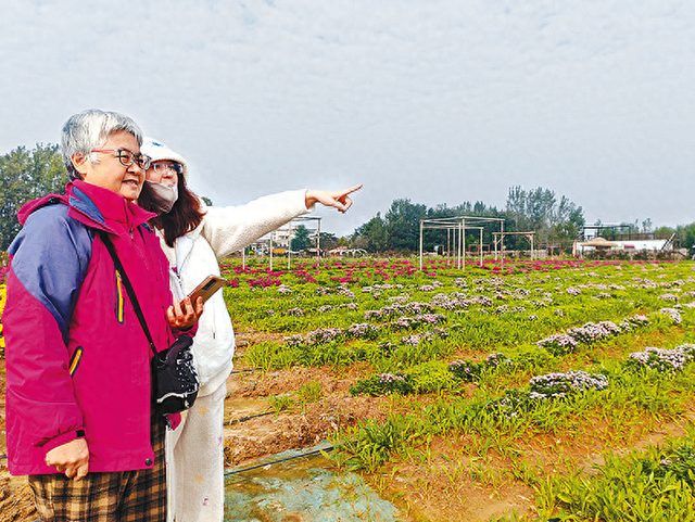 菊花绽放引客来 魏庄村“天边花海”开园