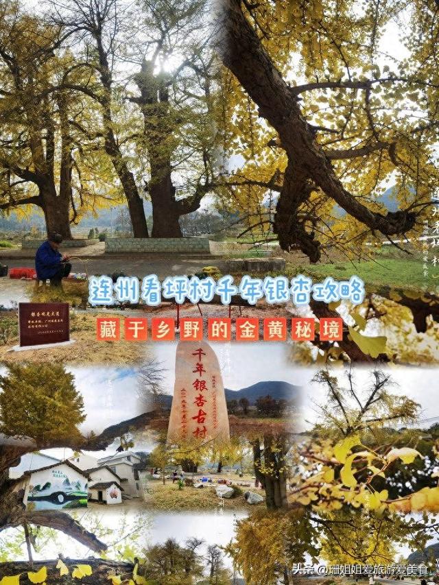 粤北小城连州：5棵千年银杏树，低调小众，等懂它的人前来赴约