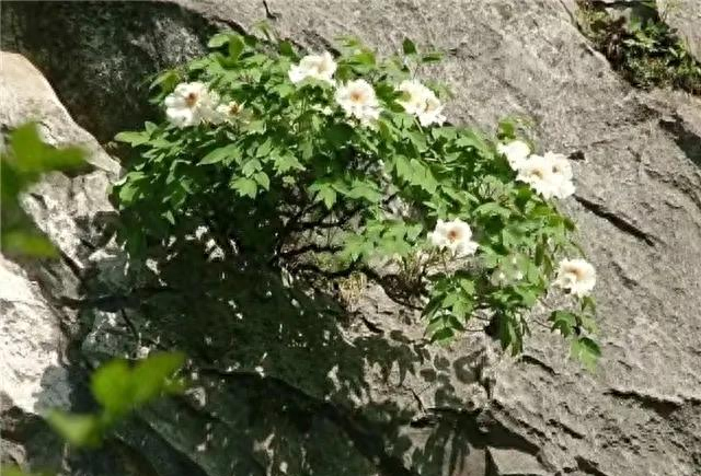 巢湖银屏山牡丹盛开