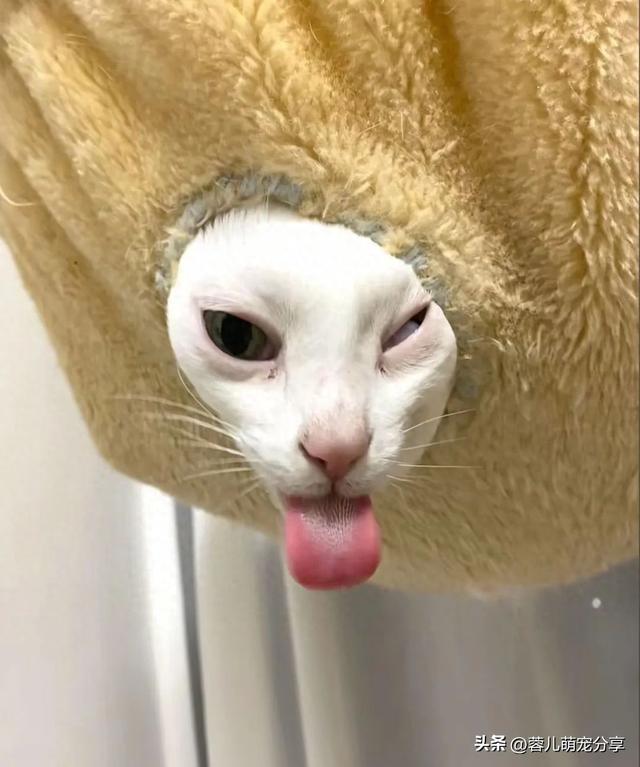 妹子说被一只猫油腻到，寻思能有多油，结果…哈哈哈我投降！