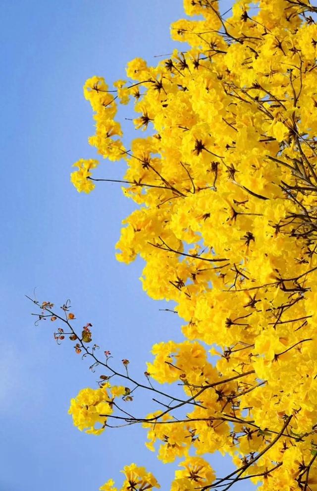 厦门春日限定:天竺山黄花风铃木观赏全攻略
