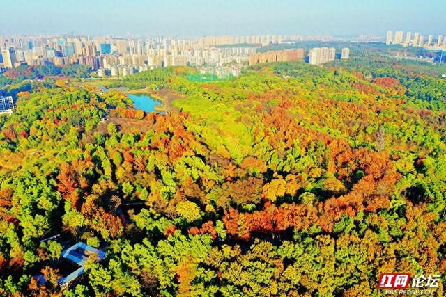 【每日一图@湖南】层林尽染，游人如织，湖南省植物园开启最美“枫”景季