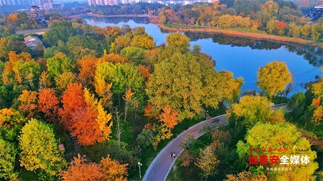 秋日宁阳，定格金色浪漫