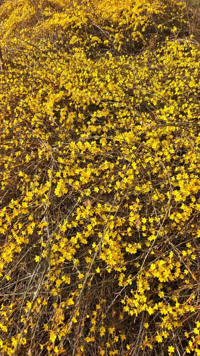 春信｜误入迎春花谷，​整个世界瞬间明媚灿烂