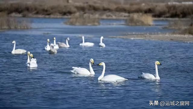 冬季到运城看天鹅