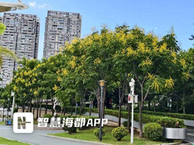 8月，福州迎来“碎金花海”！闽江公园北园42株复羽叶栾树盛放