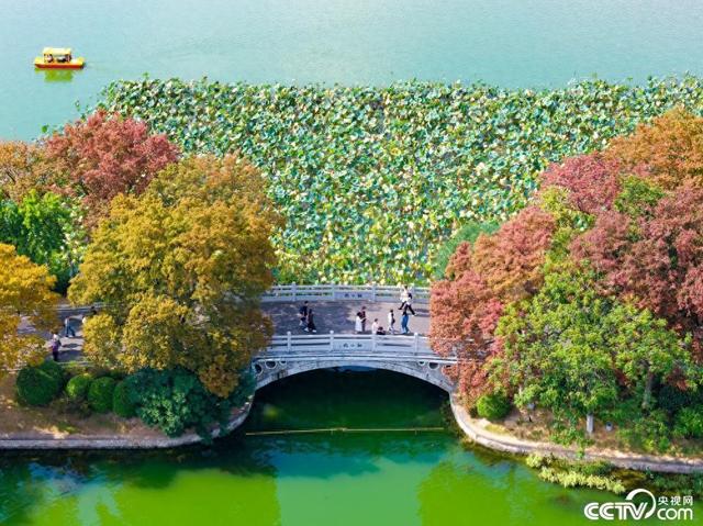 南京玄武湖彩叶树种染秋“上色”