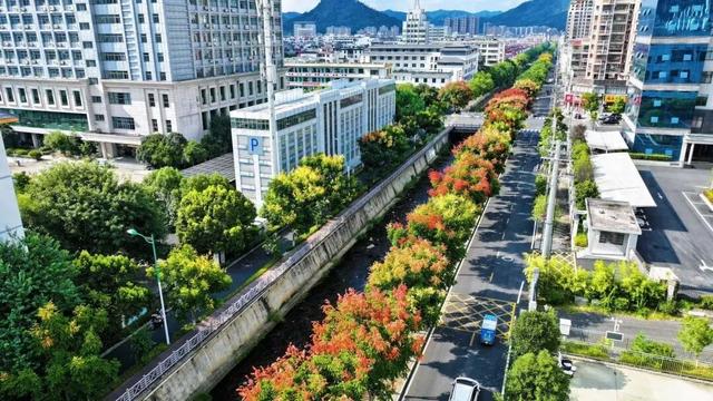 栾树花开五彩斑斓 多彩崇义再添美景