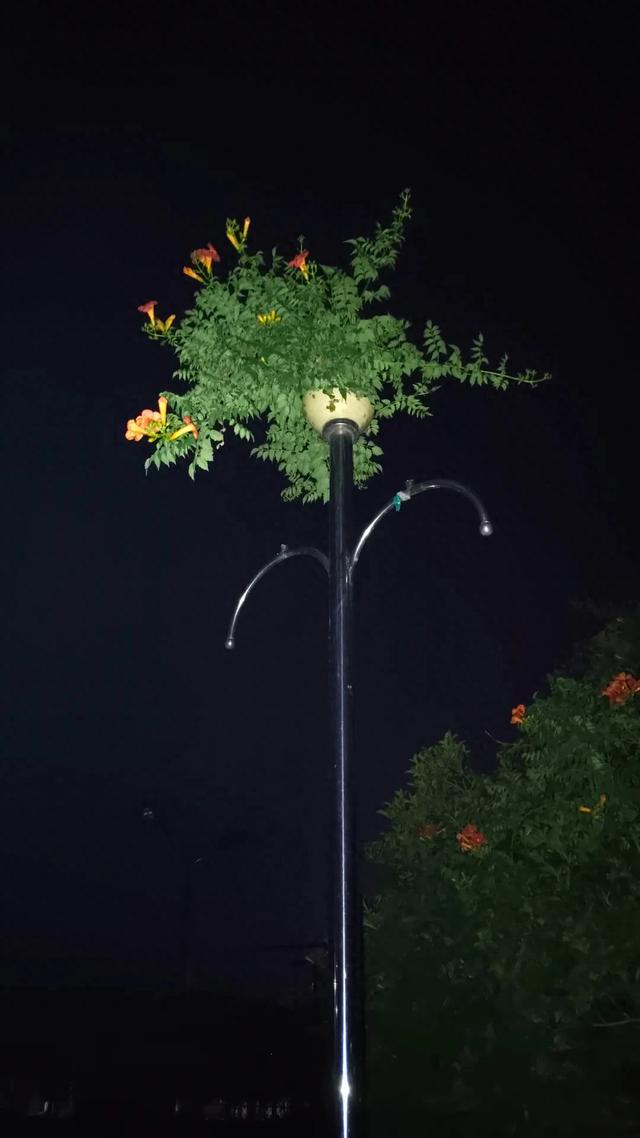 农垦文苑 | 生命的高度