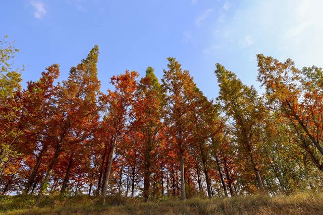 立冬悠游青岛西海岸新区灵山卫街道，乡野美得不像话，像画！