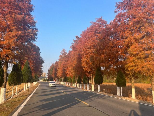 江西广昌：初冬国道美如画 水杉映路醉司乘