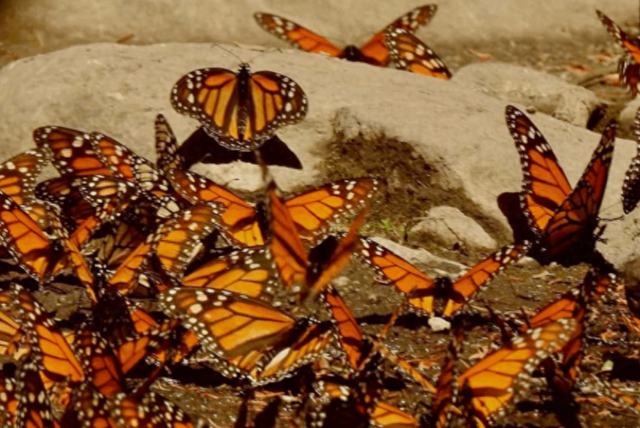 墨西哥岛屿呼唤救援：失去帝王蝶和吸蜜蝠，餐桌会发生什么？