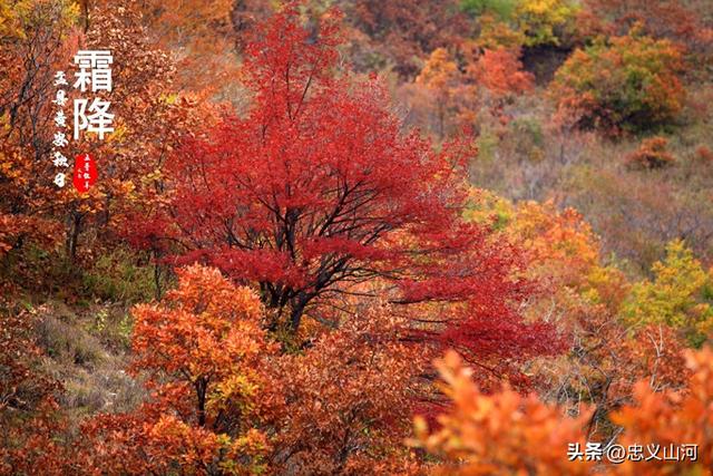盂县24节气风光——霜降