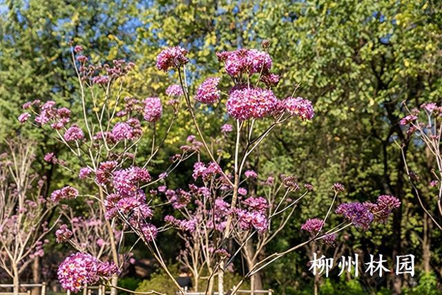 柳州市动物园紫花风铃木悄然盛放