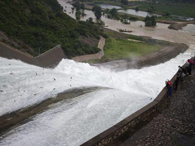 密云水库开闸泄流，大量鲢鳙随水流冲出