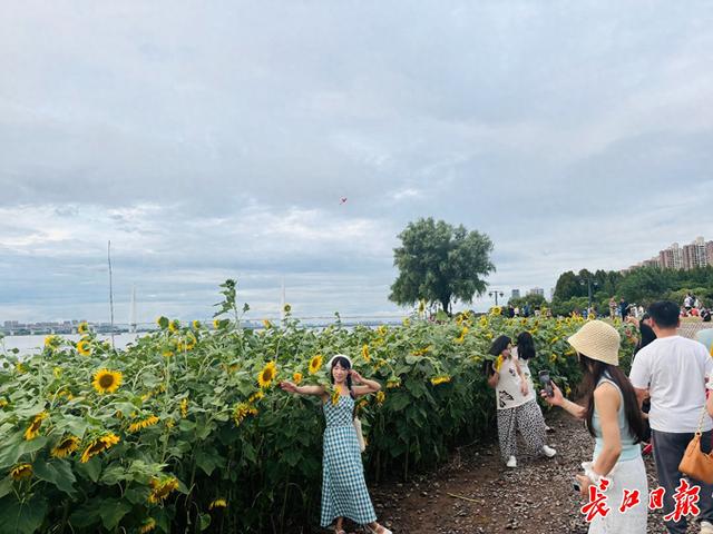 “孤独的树”不孤独了，向日葵花海引全国游客来打卡