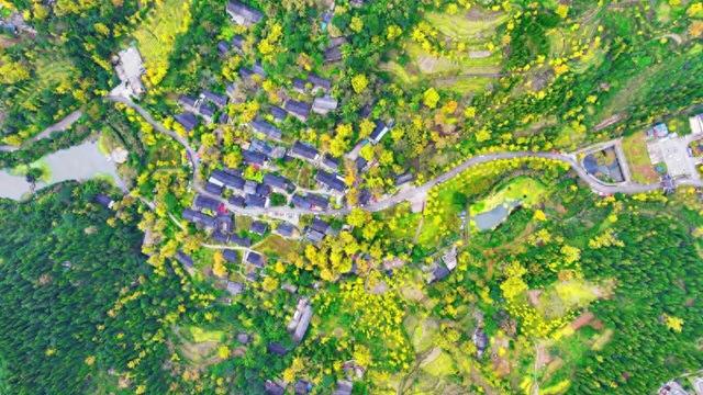 沿着公路看贵州丨沿省道317线探银杏秘境