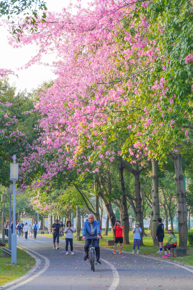 图集 | 来顺峰山公园邂逅一场粉色浪漫！