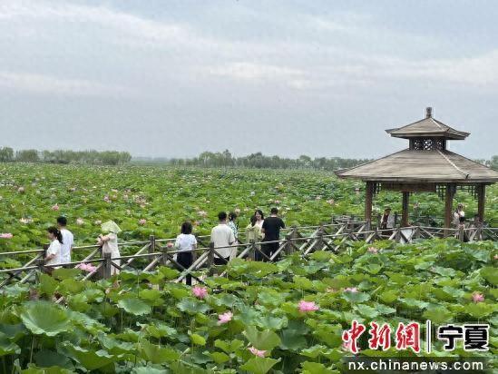 2025年第九届鸣翠湖荷花节成功举行