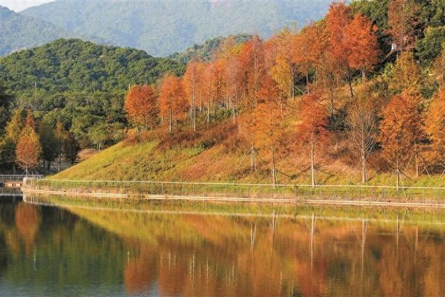 落羽杉红了！深圳金秋藏不住