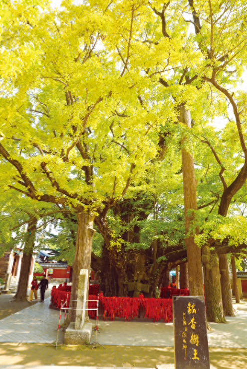 浮来山“天下银杏第一树”11月上旬将迎最绚烂的“金黄时刻”